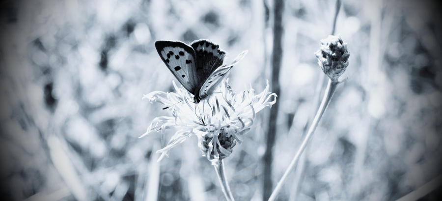 Butterfly III.