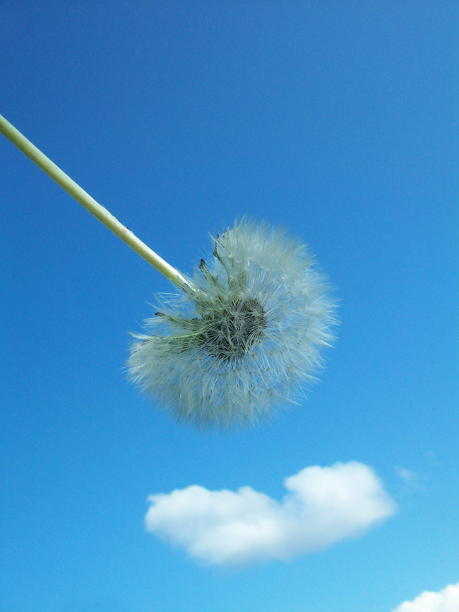 Dandelion