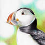 puffin