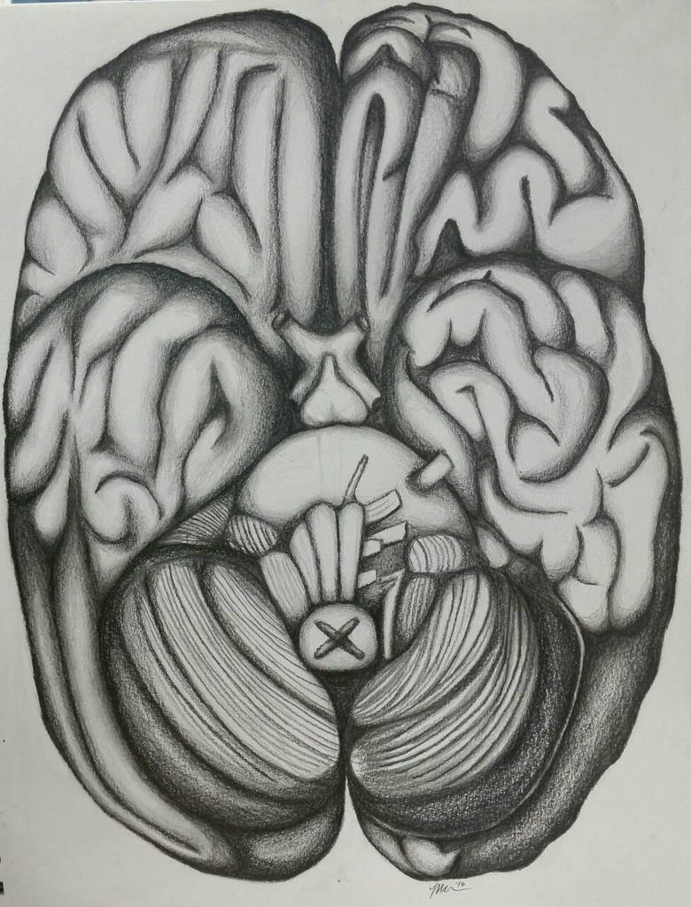 brain by Tiba2 on DeviantArt