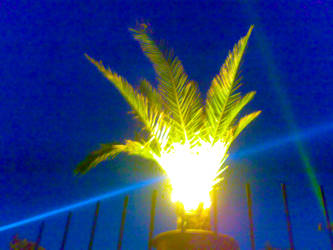 Light Palm