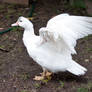 White Duck Stock 1