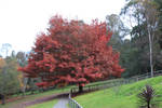 Big Red Tree Stock