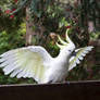 Cockatoo Wing