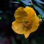 Yellow Flower