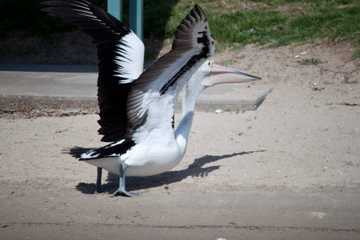 Large Pelican Flying Stock 1