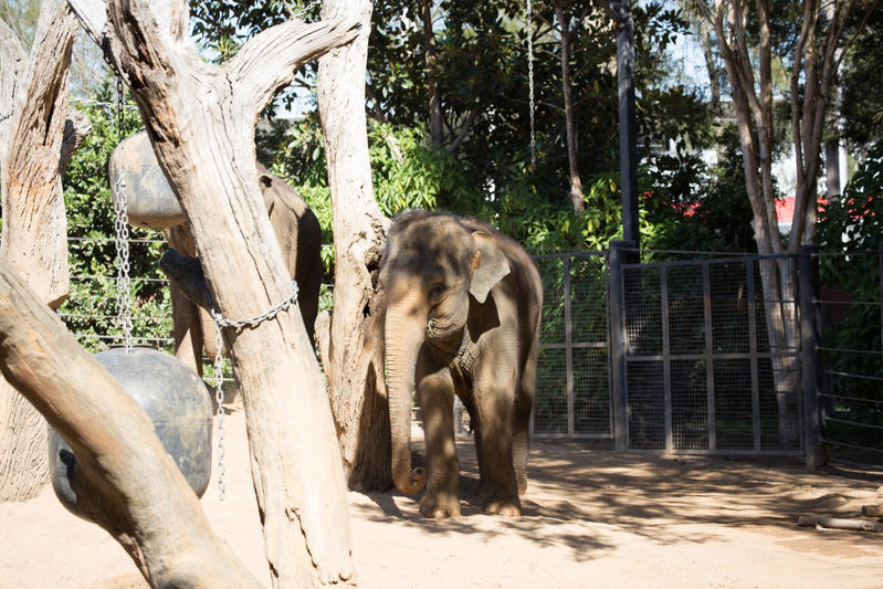 Baby elephant Stock