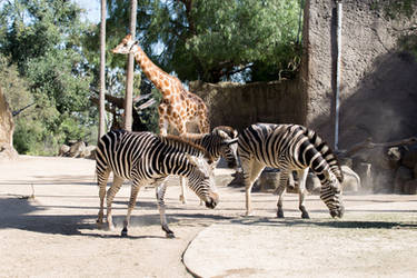 Zebra Stock