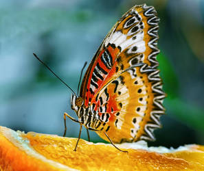 5. Malay Lacewing