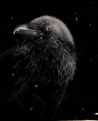 Raven