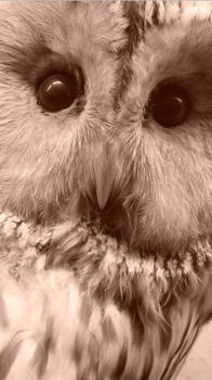 Taxi Owl