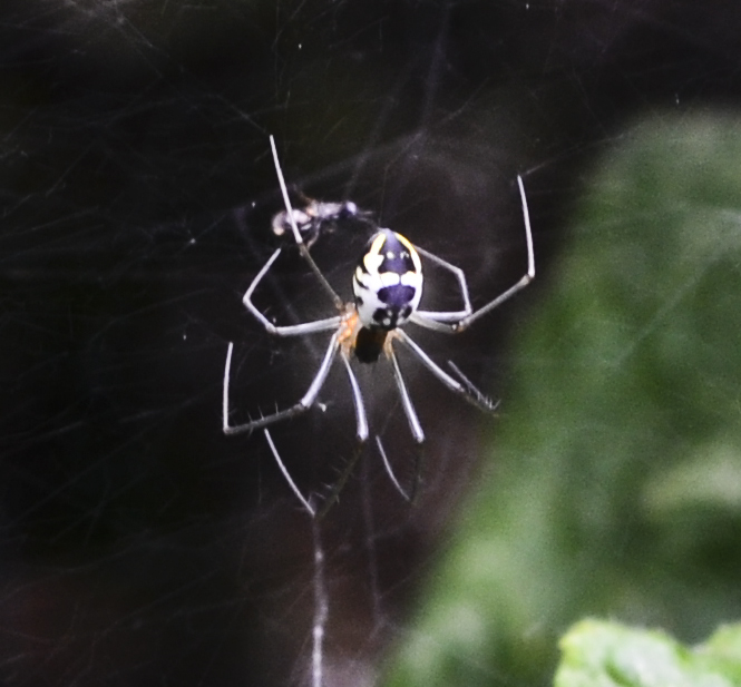 Spinne