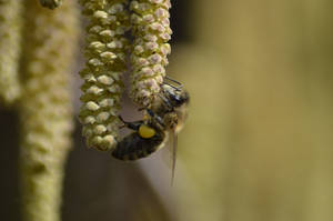 Fleissiges Bienchen