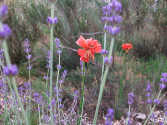 Lily in the middle of Lavanda