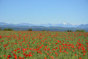 Corn poppy and snow-covered mountains