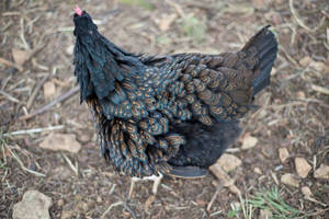 Feather Stock - Cotswold Farm Park