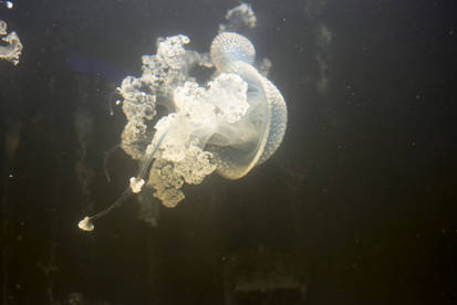 Underwater 10 - Stock