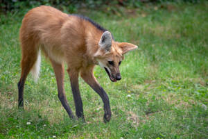 Maned Wolf 5 - Stock