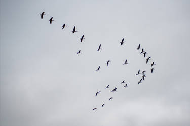 Bird Flying Stock - Geese