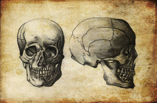 Human Skull Study