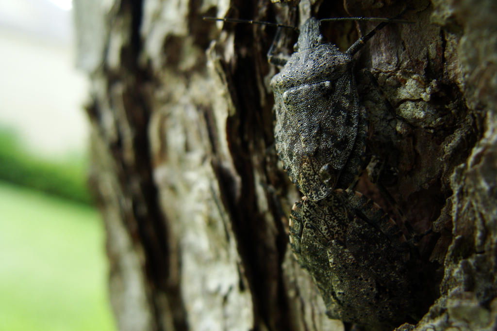 Love-Making Bugs