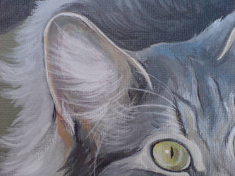 Cat Portrait Closeup 3