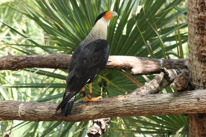 Caracara