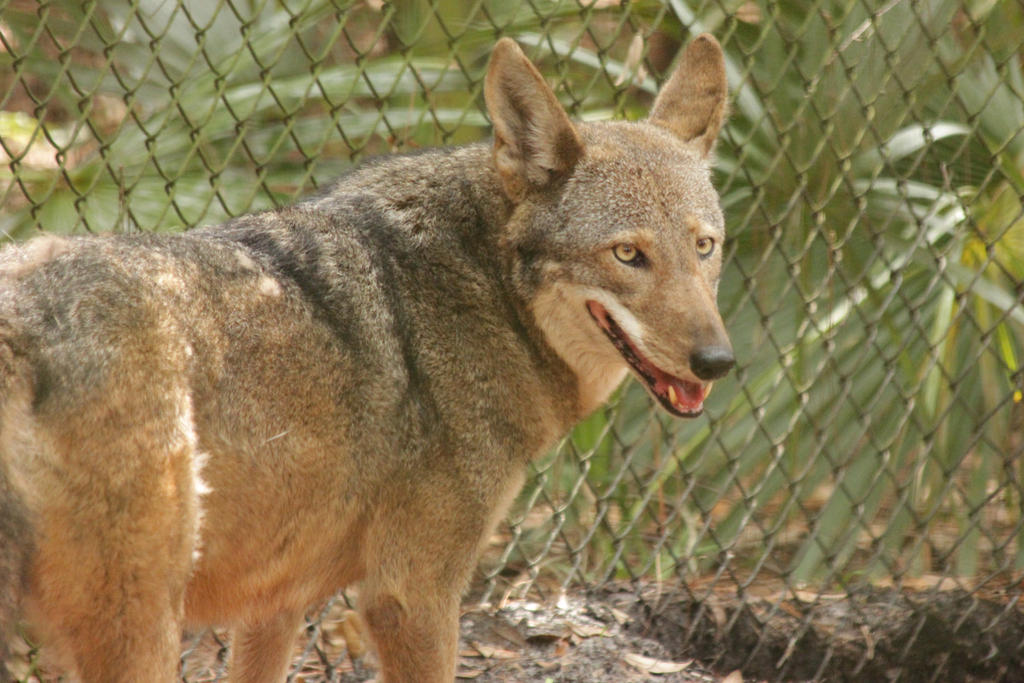 Red Wolf Smiling 2