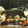 Male Jaguar 3