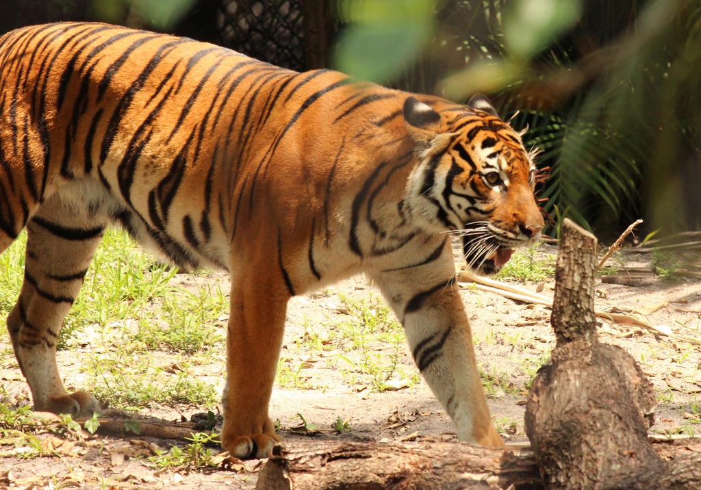 Chuffing What Is Tiger Chuffing at Dollie Guth blog