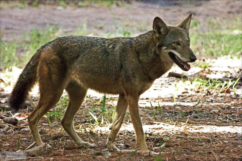 Female Red Wolf by RhiskandPeril on DeviantArt