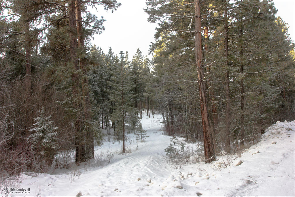 Through the Northern Woods