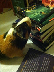 Even the hamster likes Percy jackson