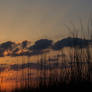 Sea grass with sunset