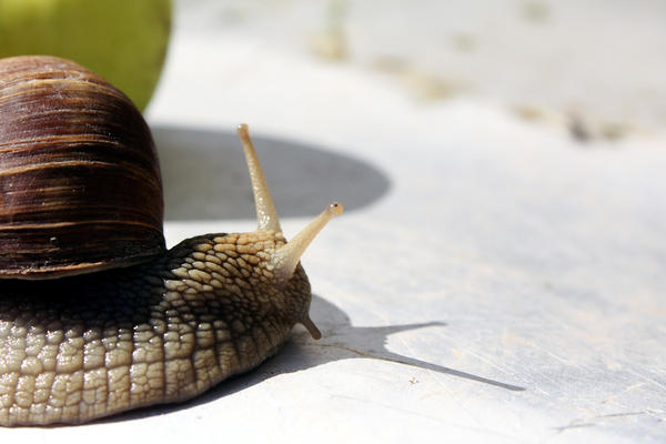 snail 1