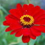 The red flower