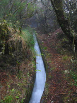 .:Laurisilva forest, Madeira:.