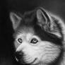 Alaskan malamute drawing