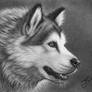 Malamute drawing