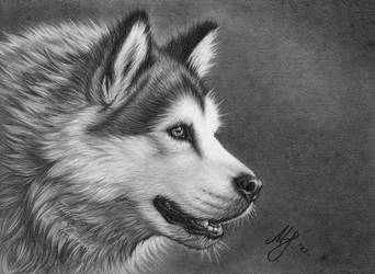 Malamute drawing by titol87