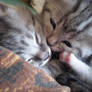 Kissing kittens