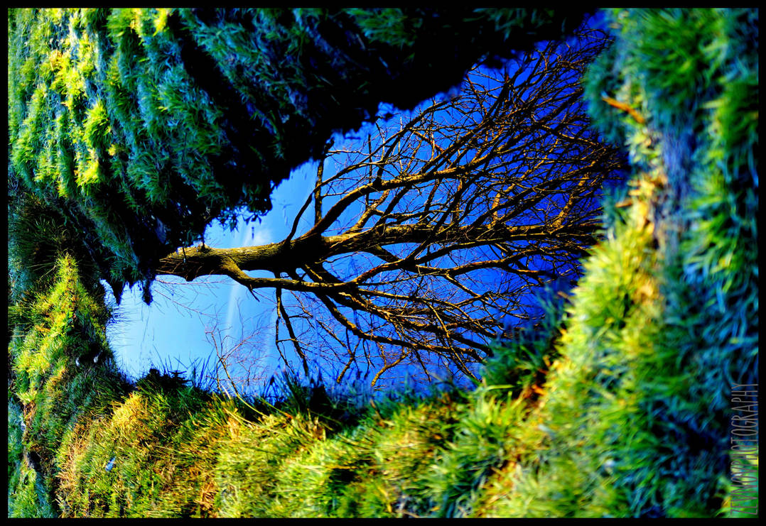 Wter Tree Water-Tree by ZevnovPhotography on DeviantArt
