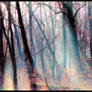 Foggy forest