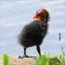 'Coot'