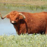 Highland cattle 5