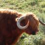 Highland cattle 8