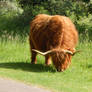 Highland cattle 14