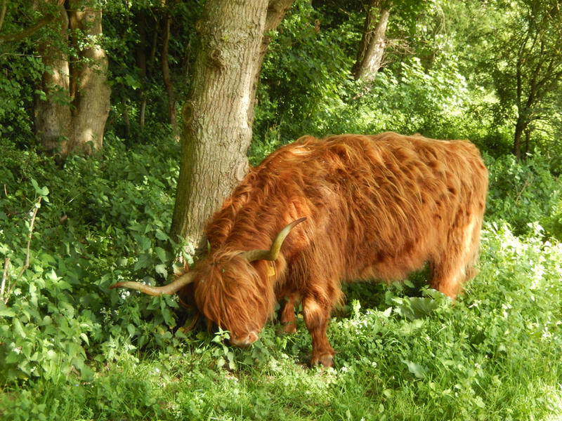 Highland cattle 15