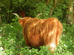 Highland cattle 17