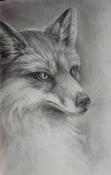 Pencil practice - fox
